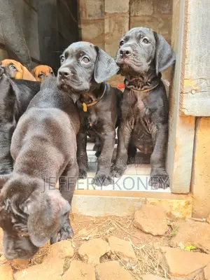 1-3 months Female Purebred Boerboel