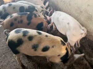 Pigs/Piglet