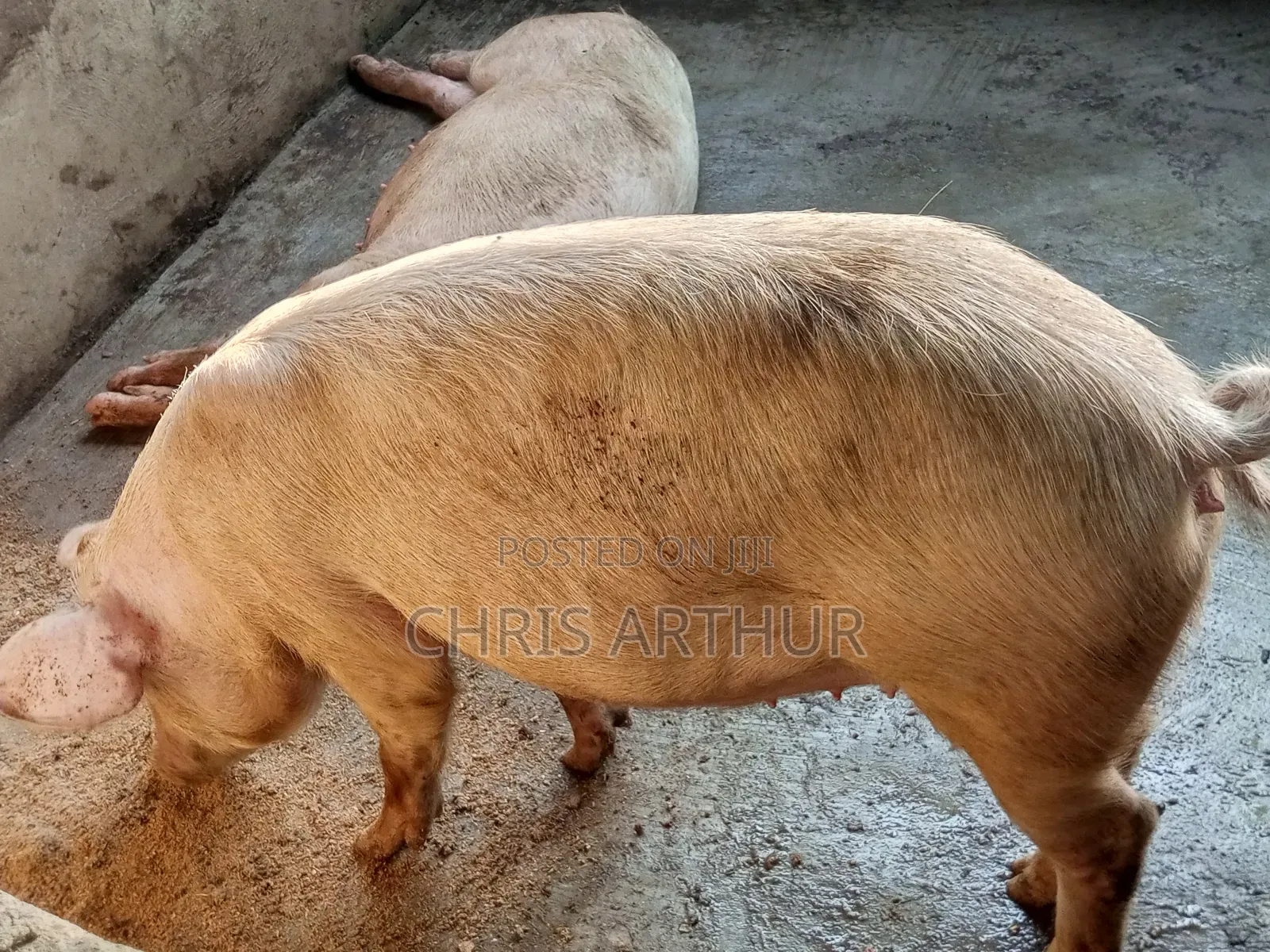 Pigs/Piglet