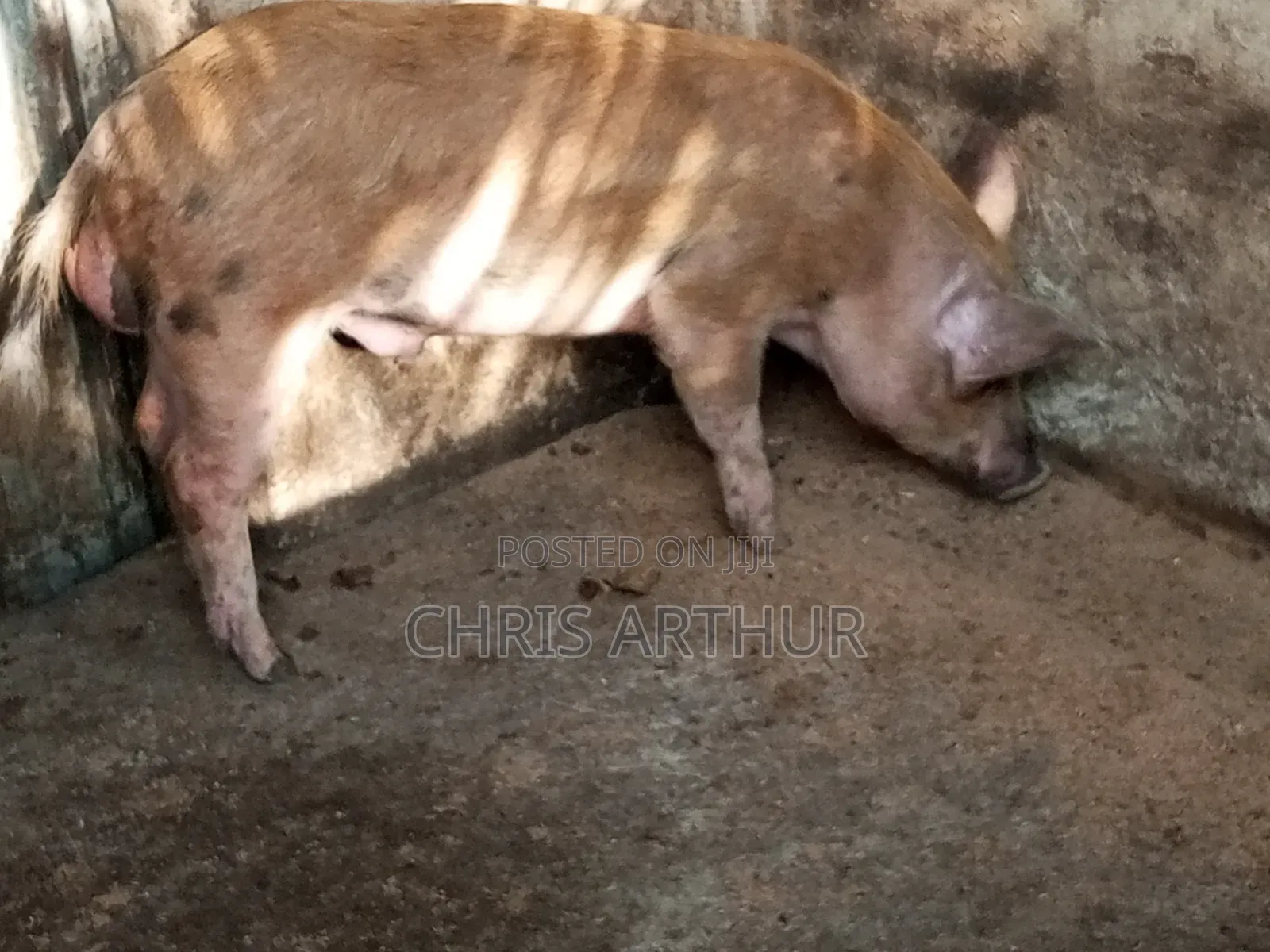 Pigs/Piglet