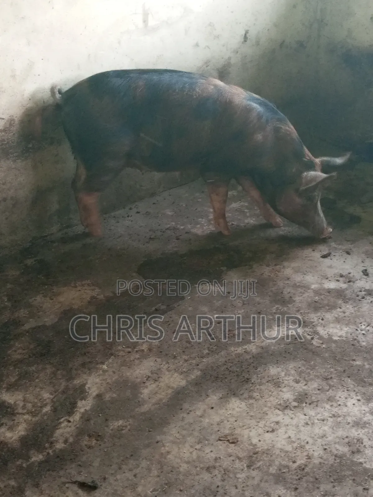 Pigs/Piglet