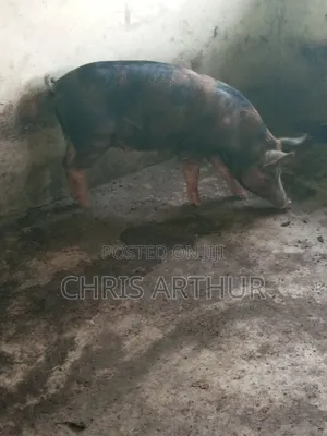 Pigs/Piglet
