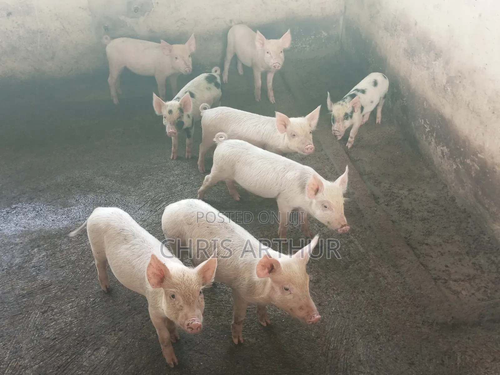 Pigs/Piglet