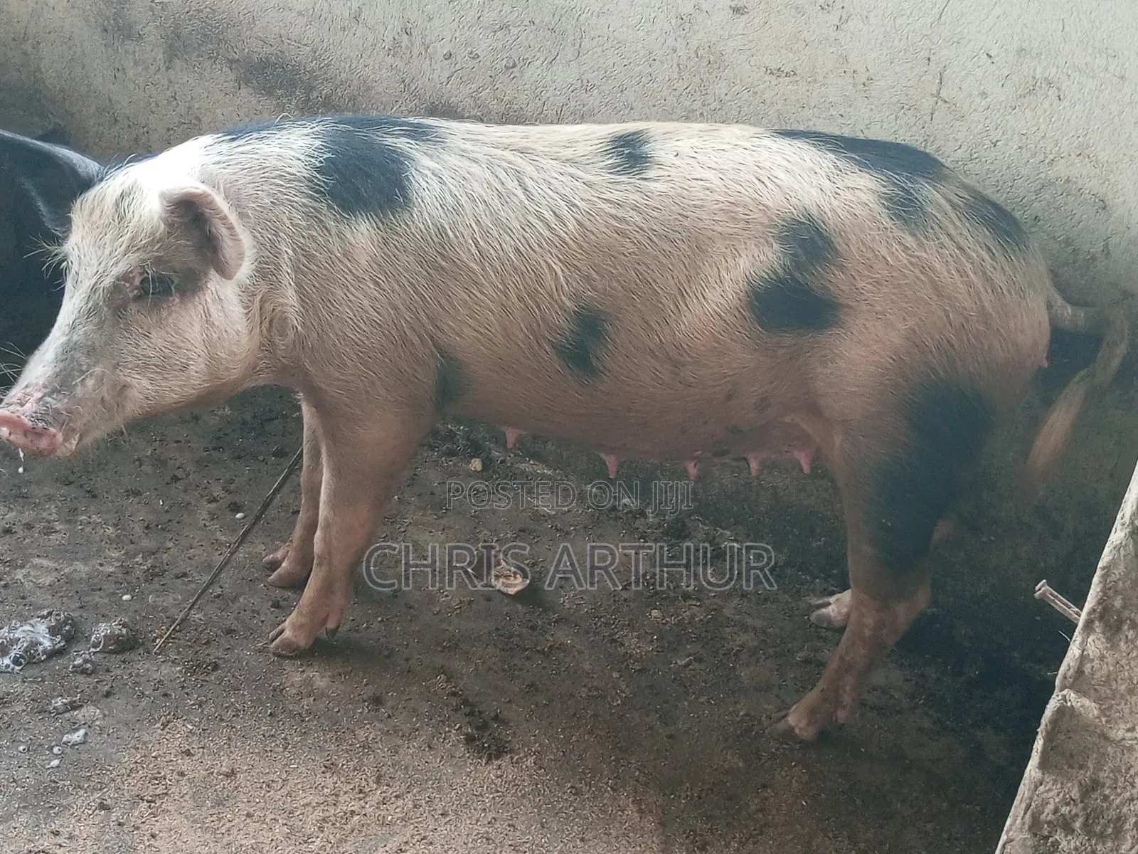 Pigs/Piglet