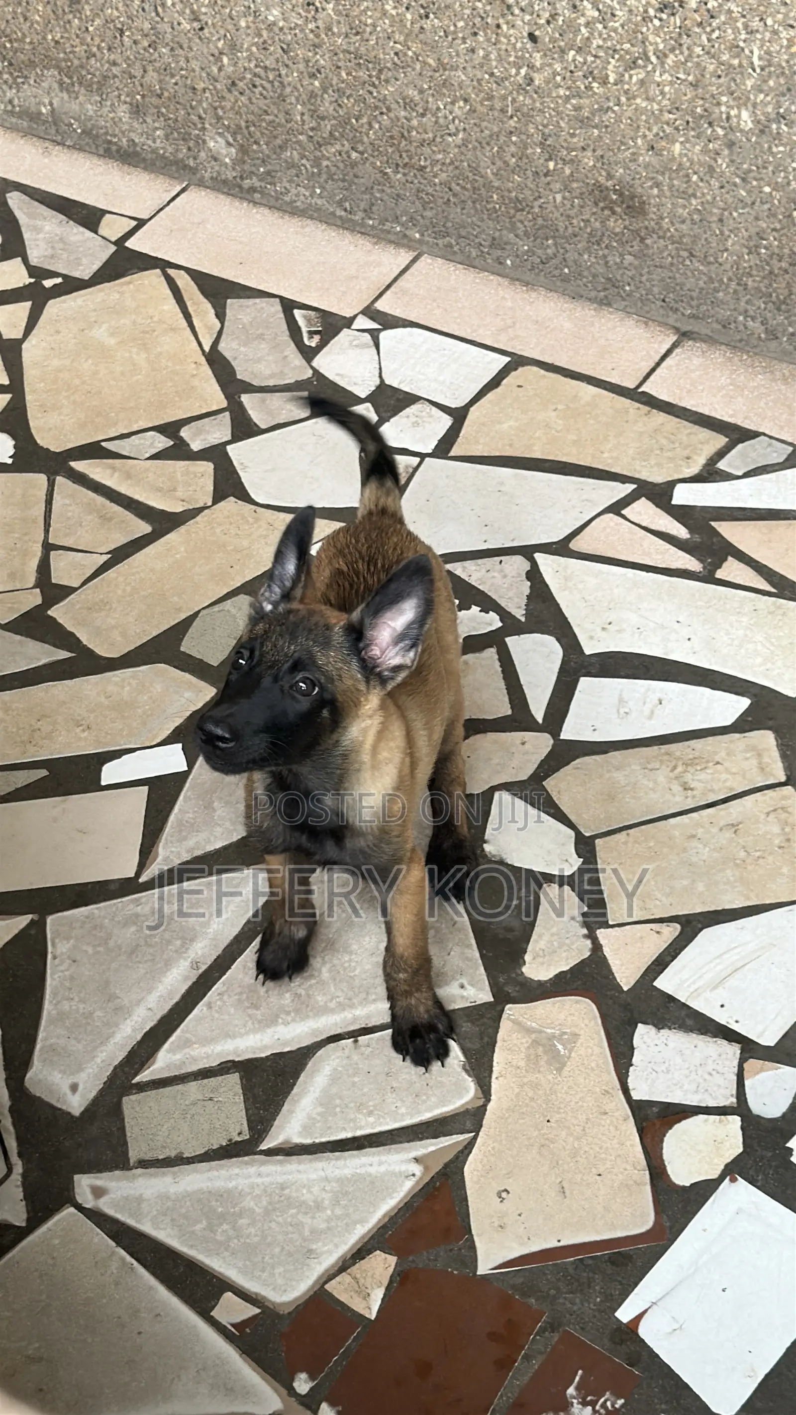 1-3 months Female Purebred Belgian Malinois
