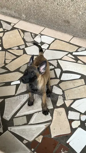 1-3 months Female Purebred Belgian Malinois