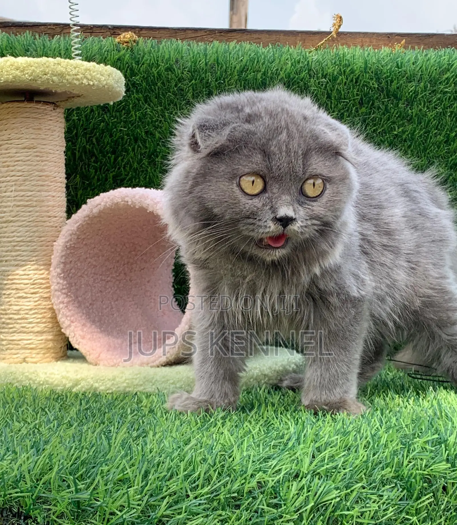 1-3 months Male Purebred Scottish Fold