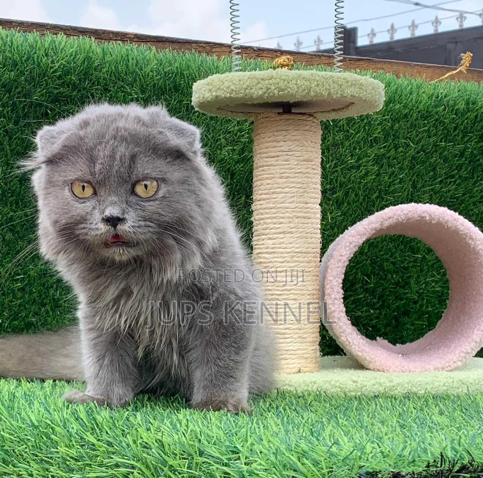 1-3 months Male Purebred Scottish Fold