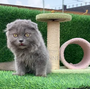 1-3 months Male Purebred Scottish Fold