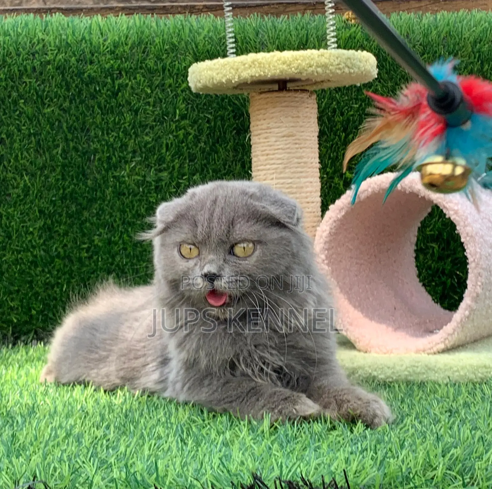 1-3 months Male Purebred Scottish Fold