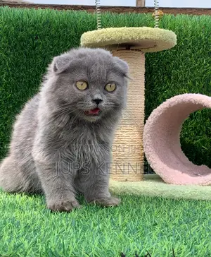 1-3 months Male Purebred Scottish Fold