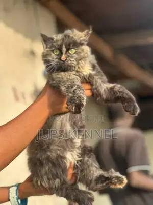 3-6 months Female Purebred Persian