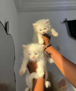 1-3 months Female Purebred Persian