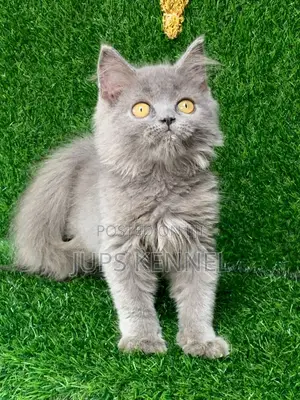 1-3 months Female Purebred British Shorthair