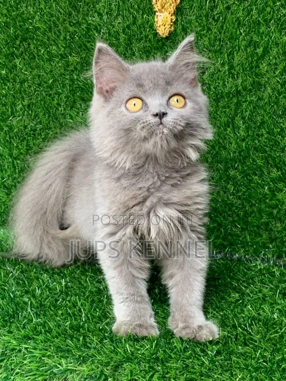 1-3 months Female Purebred British Shorthair