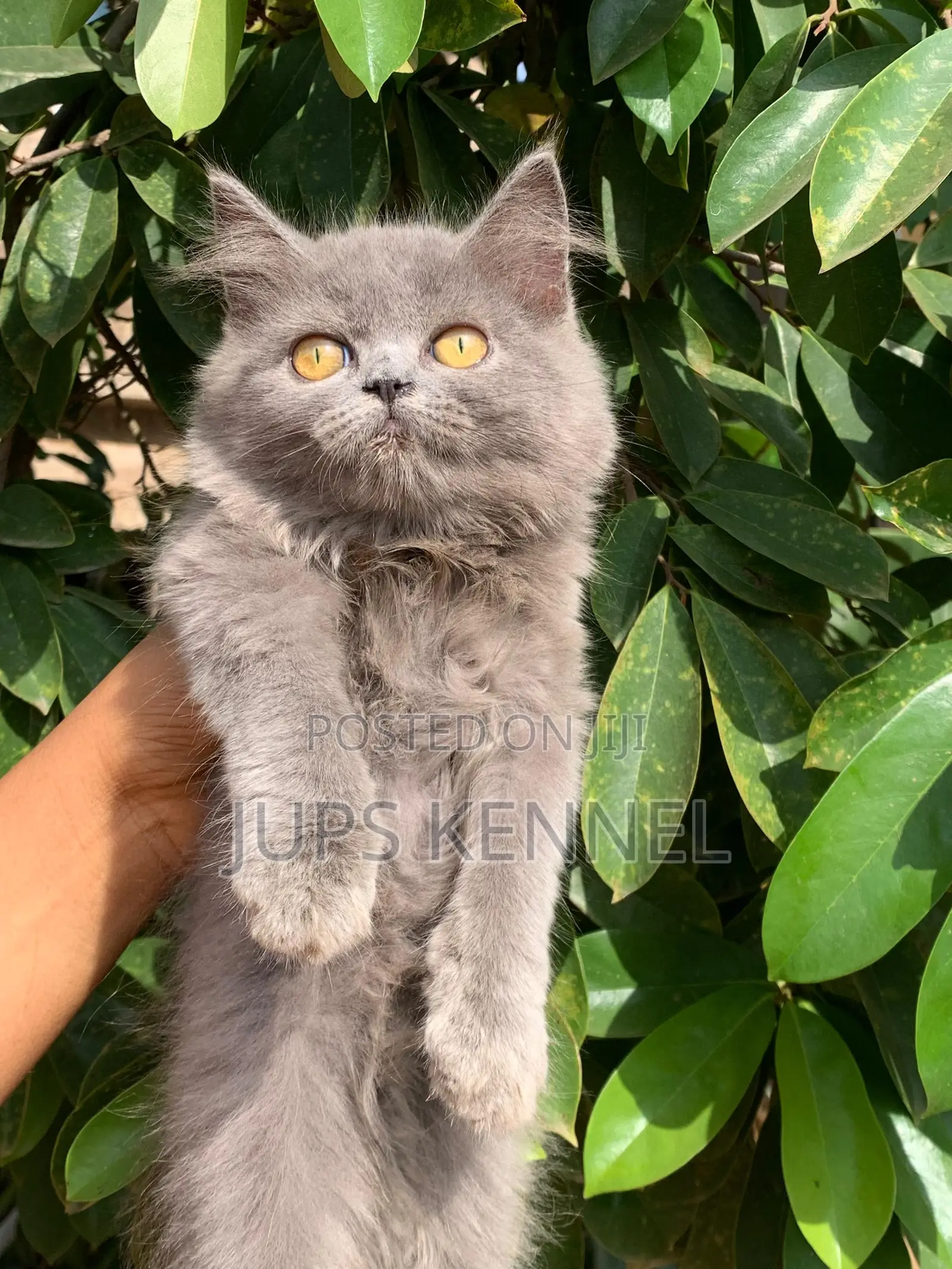1-3 months Female Purebred British Shorthair