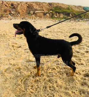 1+ year Male Purebred Rottweiler