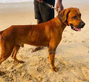 1+ year Male Purebred Boerboel