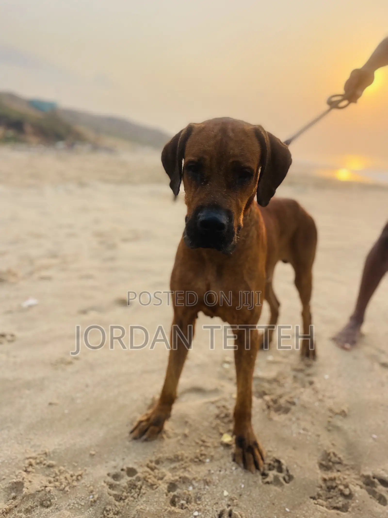 1+ year Male Purebred Boerboel
