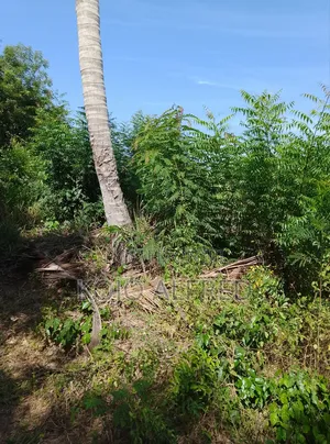 Registered One Plot of Land at Moree for Sale