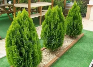 Garden and Landscaping