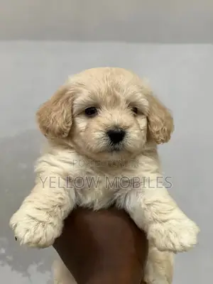 1-3 months Female Purebred Poodle