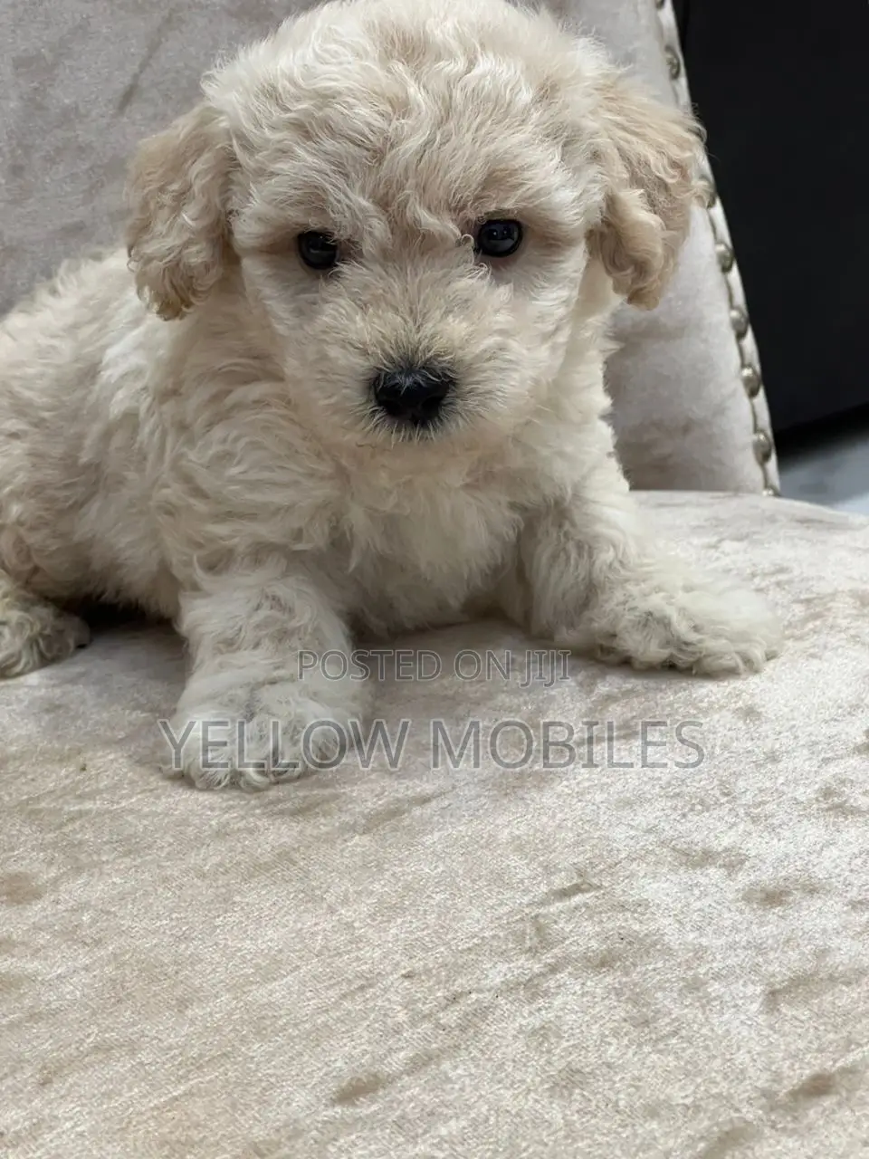 1-3 months Female Purebred Poodle
