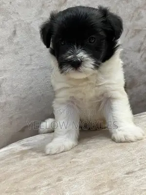 1-3 months Female Purebred Poodle