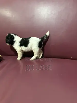0-1 month Male Purebred Poodle