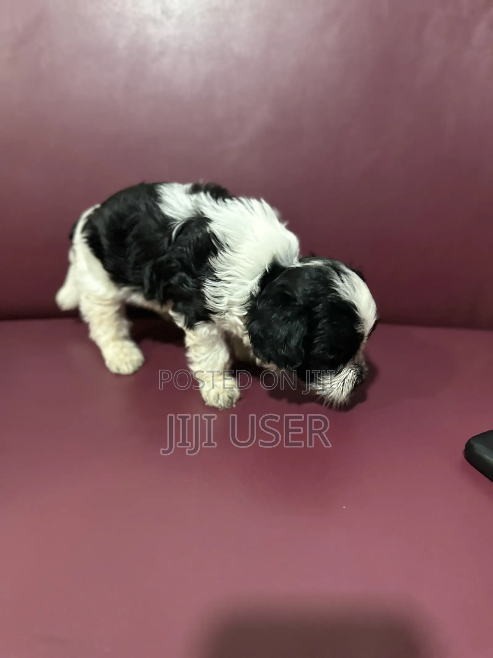 0-1 month Male Purebred Poodle