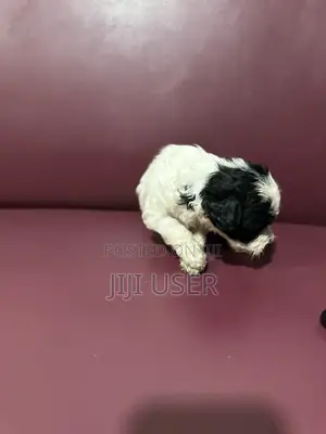 0-1 month Male Purebred Poodle