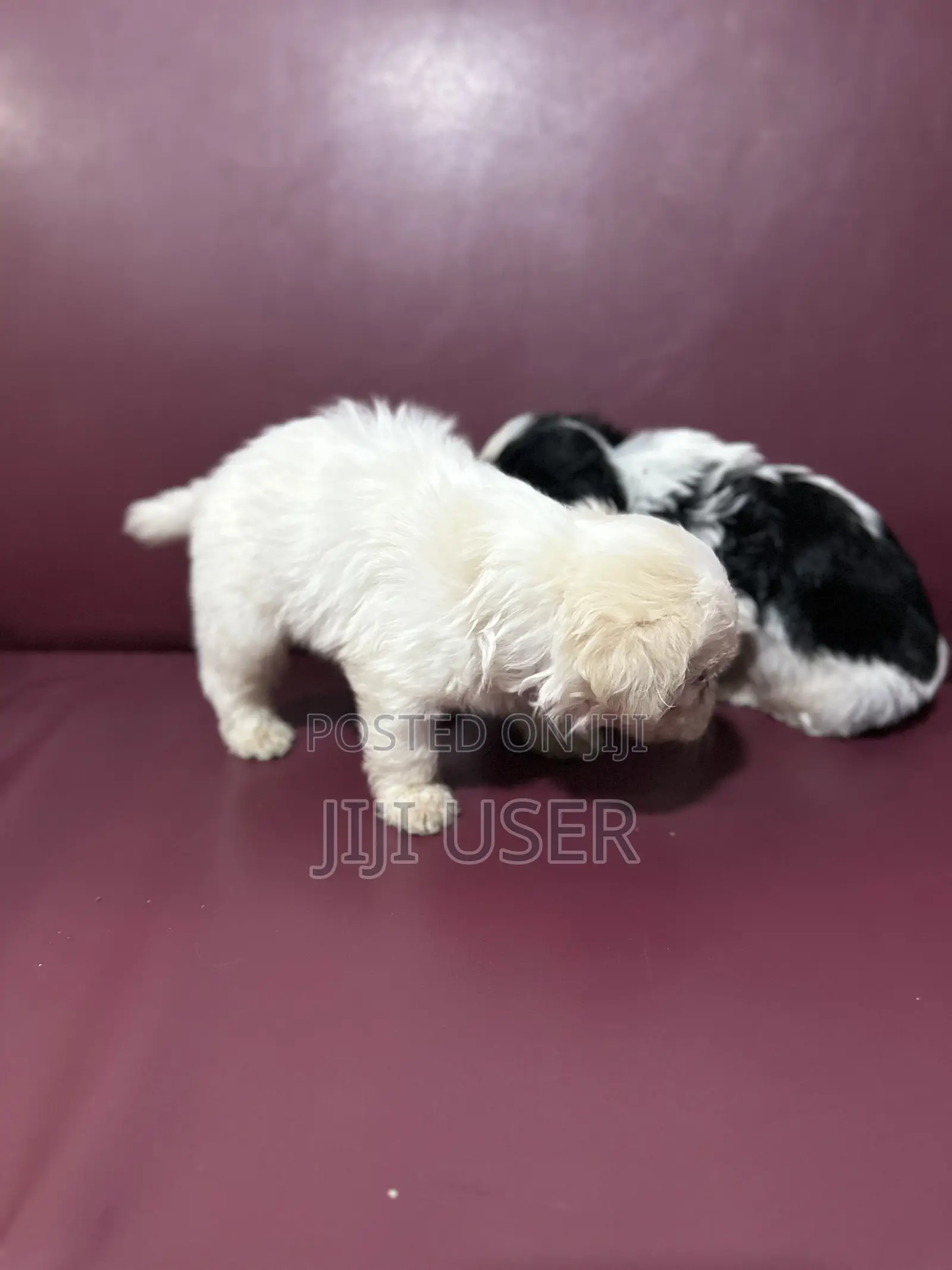 0-1 month Male Purebred Poodle