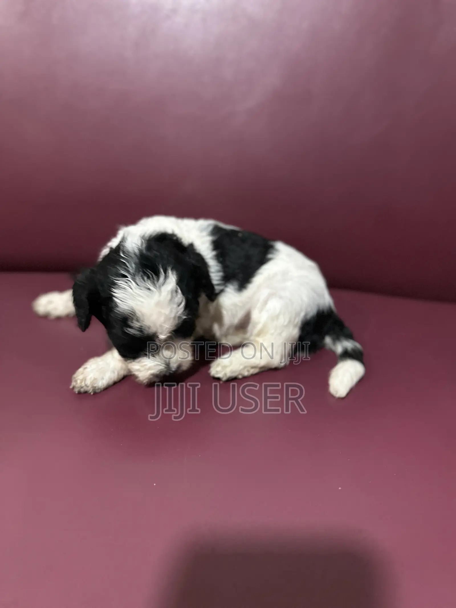 0-1 month Male Purebred Poodle