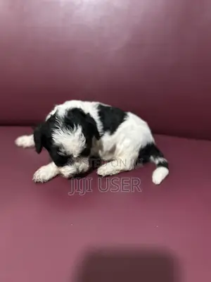 0-1 month Male Purebred Poodle