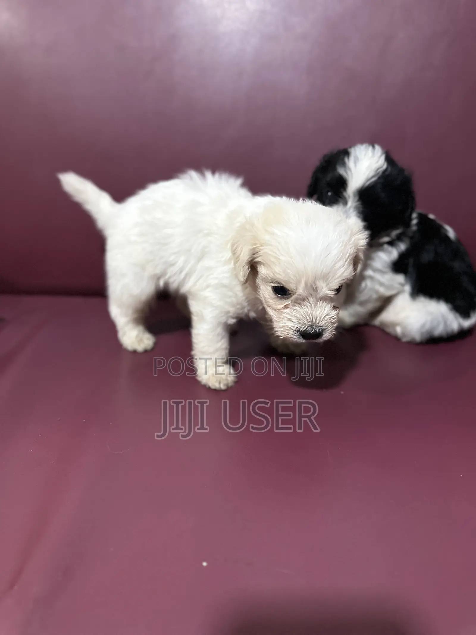 0-1 month Male Purebred Poodle