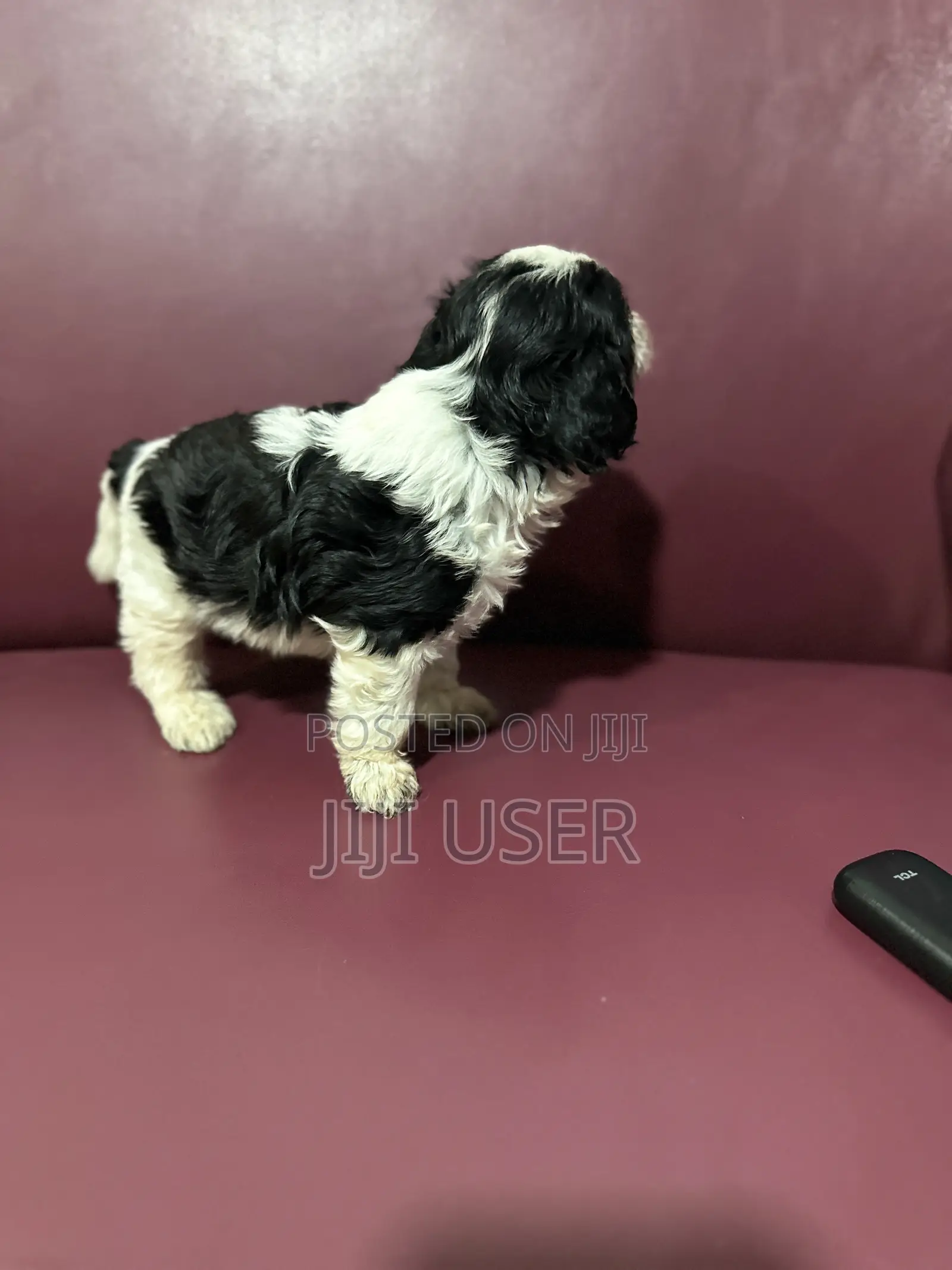 0-1 month Male Purebred Poodle