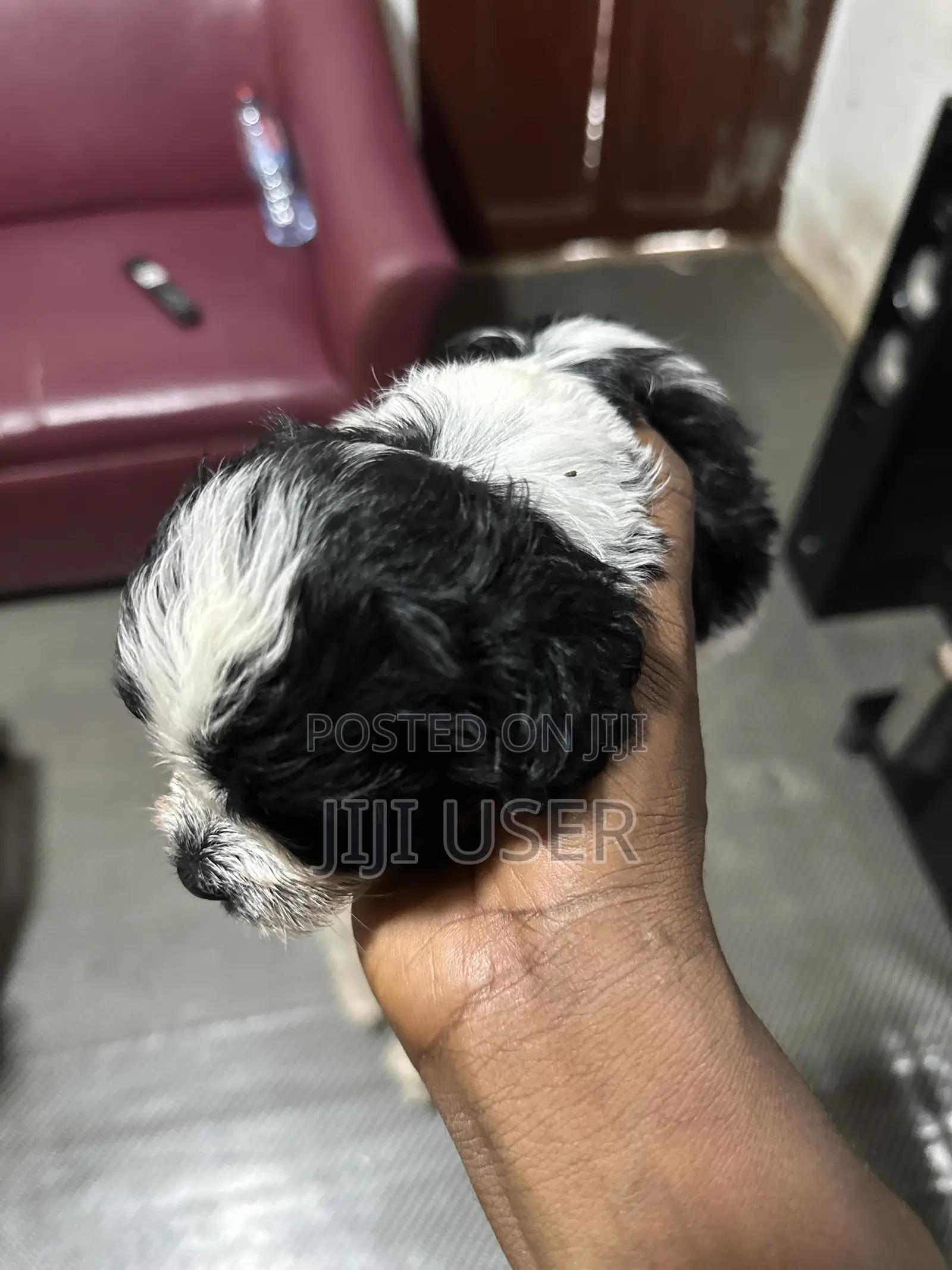 0-1 month Male Purebred Poodle