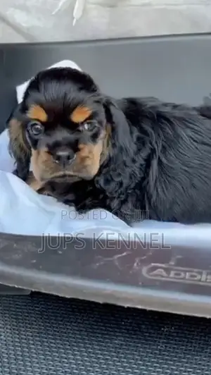 1-3 months Female Purebred Cocker Spaniel