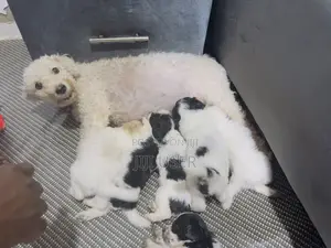 0-1 month Male Purebred Poodle