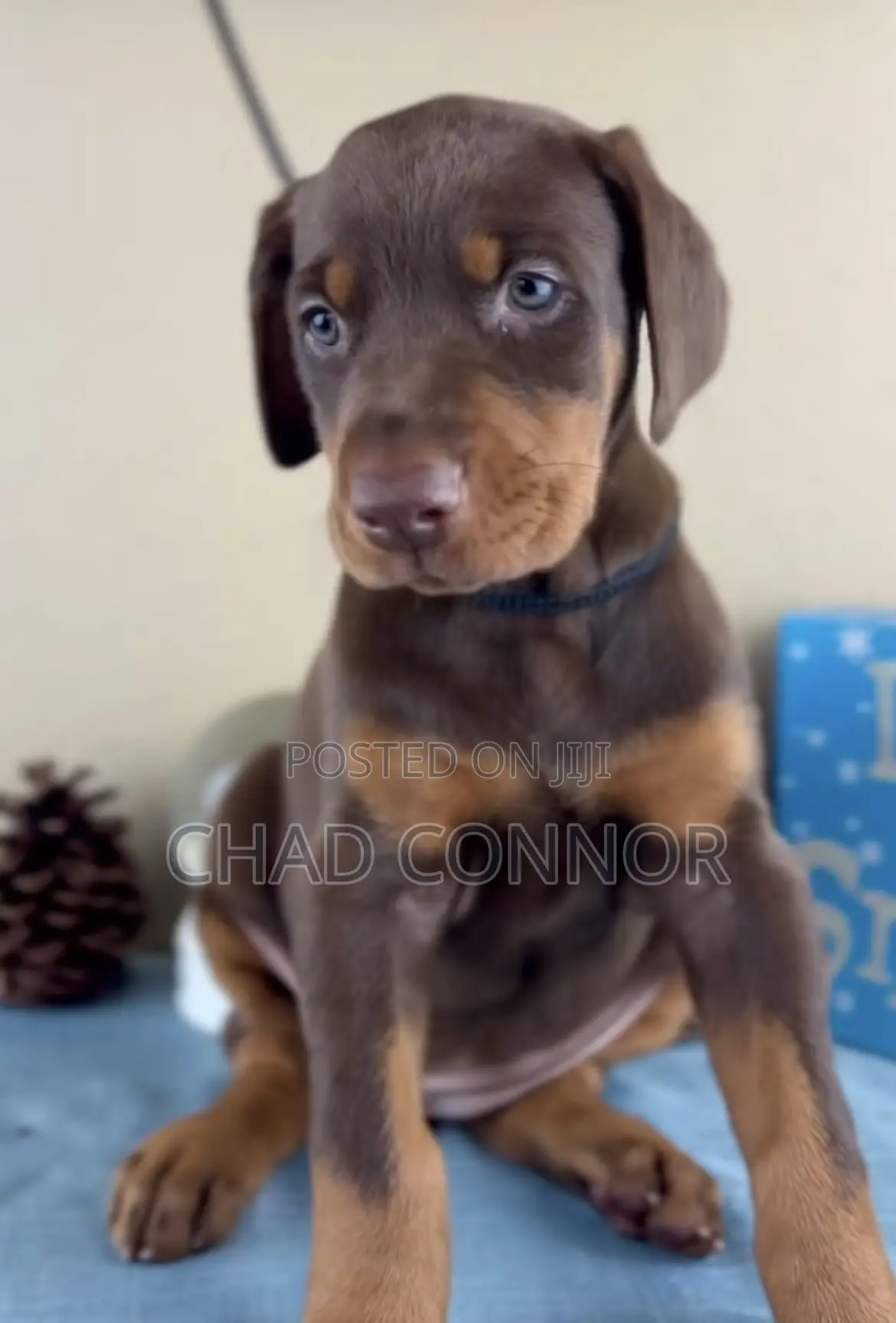 1-3 months Male Purebred Doberman Pinscher