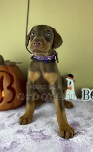 1-3 months Male Purebred Doberman Pinscher