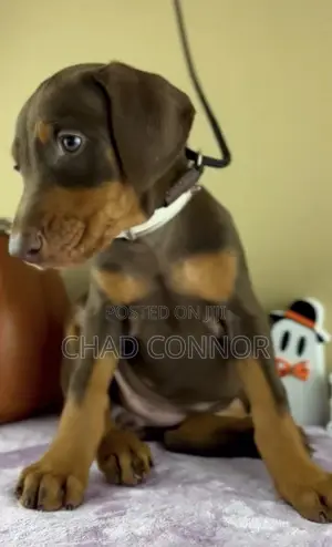 1-3 months Male Purebred Doberman Pinscher