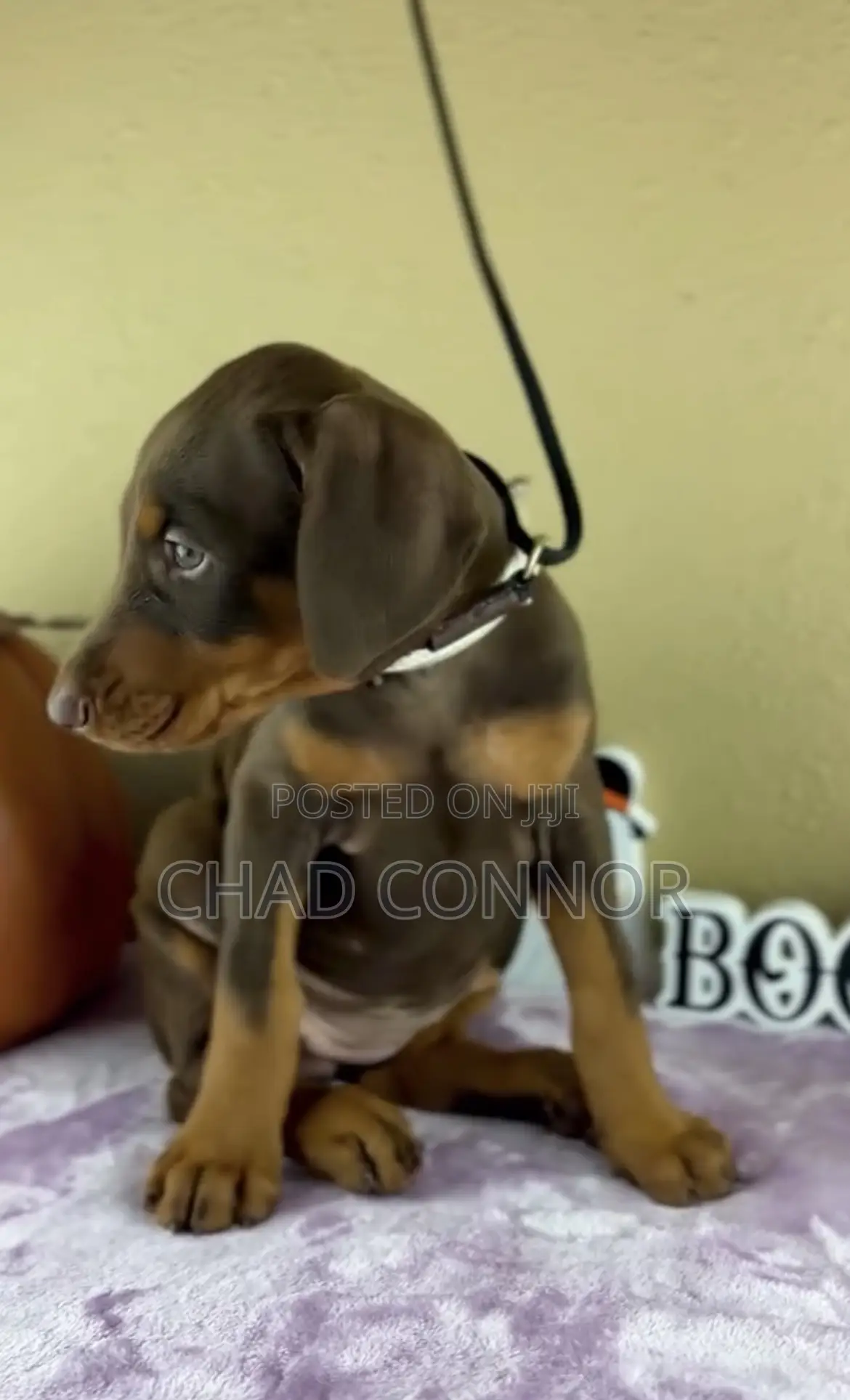 1-3 months Male Purebred Doberman Pinscher