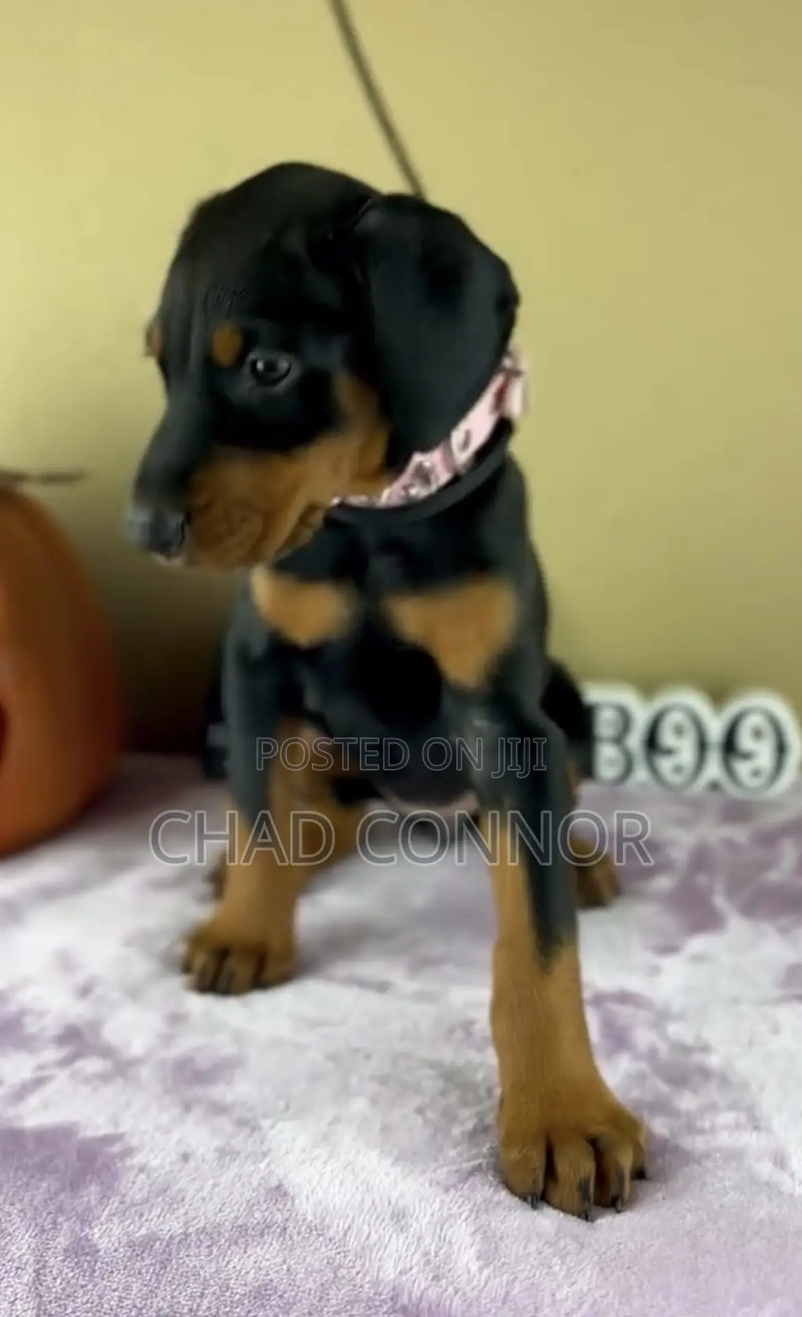 1-3 months Male Purebred Doberman Pinscher