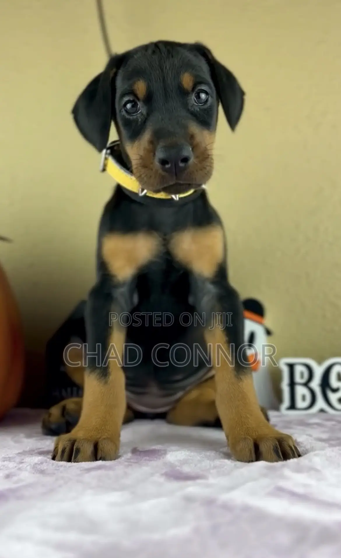 1-3 months Male Purebred Doberman Pinscher