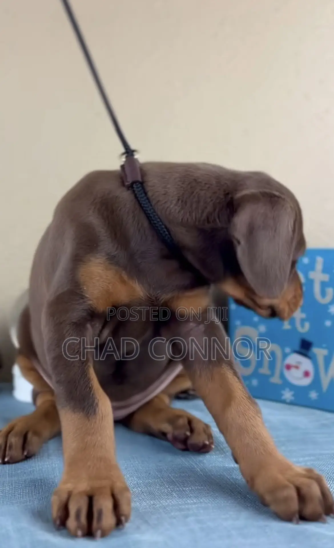 1-3 months Male Purebred Doberman Pinscher