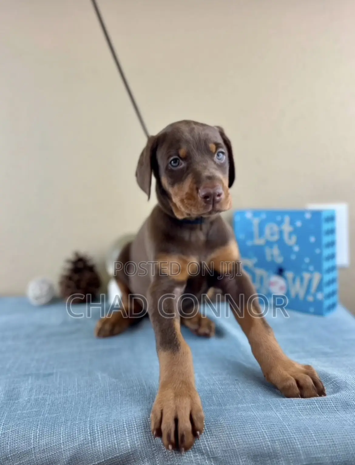 1-3 months Male Purebred Doberman Pinscher