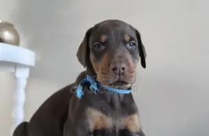 1-3 months Female Purebred Doberman Pinscher