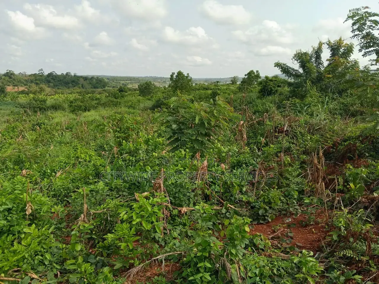 Farmlands For Sale At Winneba Simibrofo