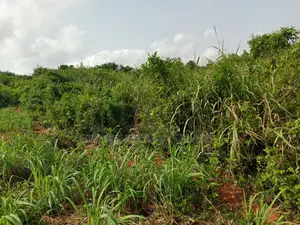 Farmlands For Sale At Winneba Simibrofo